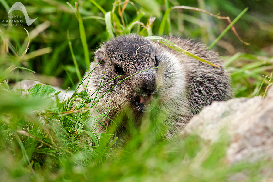 svišť vrchovský tatranský, svišť alpský, Marmota marmota latirostris, vysoké tatry, wildlife, photo, foto, marmot, high tatras, Murmeltiere, alpenmulmentier