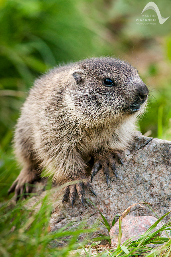 svišť vrchovský tatranský, svišť alpský, Marmota marmota latirostris, vysoké tatry, wildlife, photo, foto, marmot, high tatras, Murmeltiere, alpenmulmentier