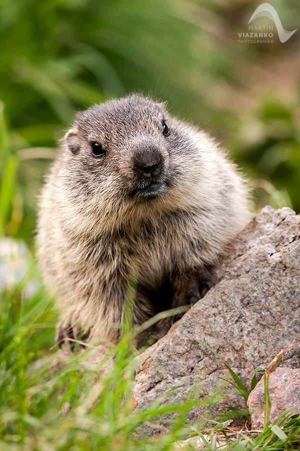 svišť vrchovský tatranský, svišť alpský, Marmota marmota latirostris, vysoké tatry, wildlife, photo, foto, marmot, high tatras, Murmeltiere, alpenmulmentier