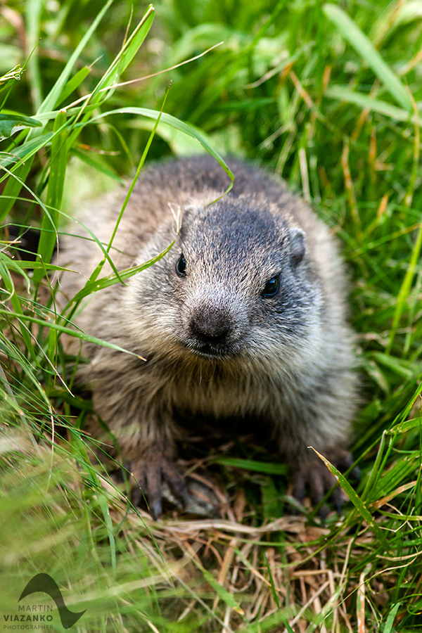 svišť vrchovský tatranský, svišť alpský, Marmota marmota latirostris, vysoké tatry, wildlife, photo, foto, marmot, high tatras, Murmeltiere, alpenmulmentier