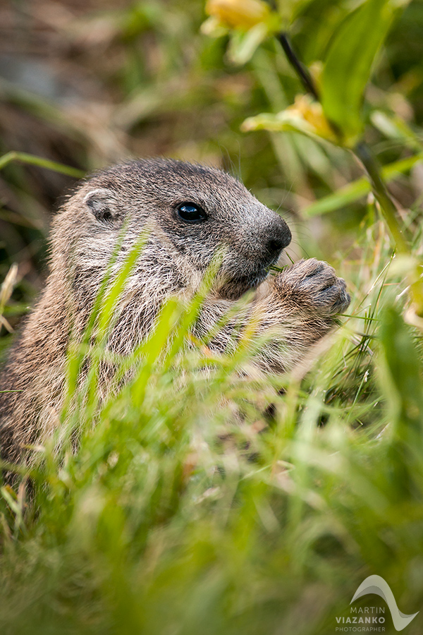 svišť vrchovský tatranský, svišť alpský, Marmota marmota latirostris, vysoké tatry, wildlife, photo, foto, marmot, high tatras, Murmeltiere, alpenmulmentier