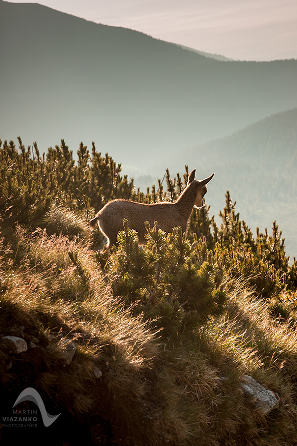 kamzik vrchovský tatranský, rupicapra rupicapra tatrica, chamois, gemse, wildlife, photo, divoká príroda, kamzík alpský, vysoké tatry, foto, high tatras