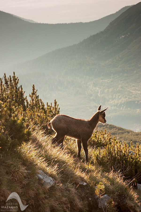 kamzik vrchovský tatranský, rupicapra rupicapra tatrica, chamois, gemse, wildlife, photo, divoká príroda, kamzík alpský, vysoké tatry, foto, high tatras