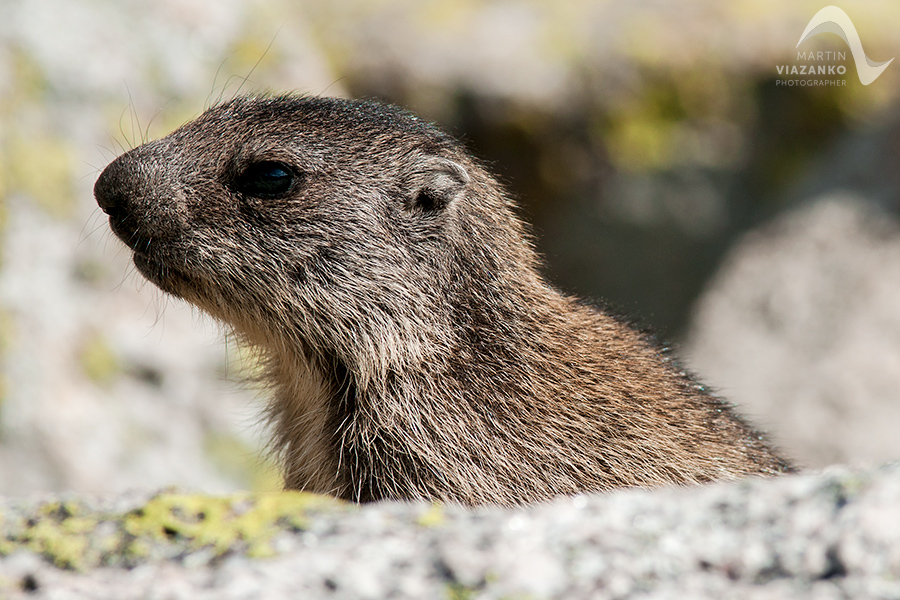 svišť vrchovský tatranský, svišť alpský, Marmota marmota latirostris, vysoké tatry, wildlife, photo, foto, marmot, high tatras, Murmeltiere, alpenmulmentier