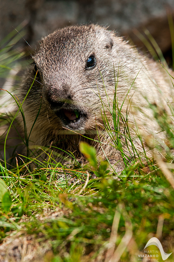 svišť vrchovský tatranský, svišť alpský, Marmota marmota latirostris, vysoké tatry, wildlife, photo, foto, marmot, high tatras, Murmeltiere, alpenmulmentier