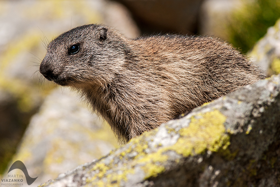 svišť vrchovský tatranský, svišť alpský, Marmota marmota latirostris, vysoké tatry, wildlife, photo, foto, marmot, high tatras, Murmeltiere, alpenmulmentier