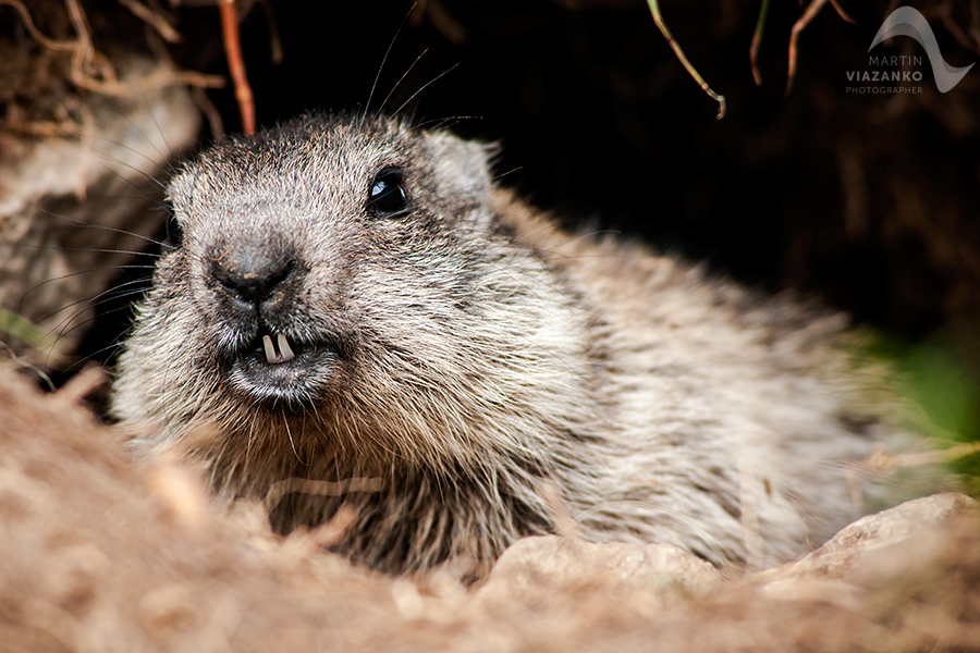 svišť vrchovský tatranský, svišť alpský, Marmota marmota latirostris, vysoké tatry, wildlife, photo, foto, marmot, high tatras, Murmeltiere, alpenmulmentier