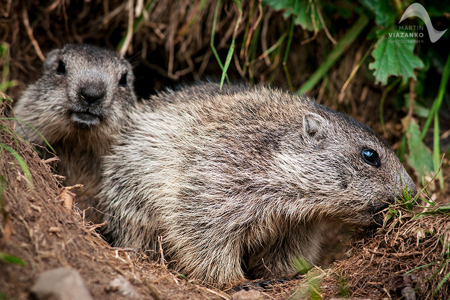 svišť vrchovský tatranský, svišť alpský, Marmota marmota latirostris, vysoké tatry, wildlife, photo, foto, marmot, high tatras, Murmeltiere, alpenmulmentier
