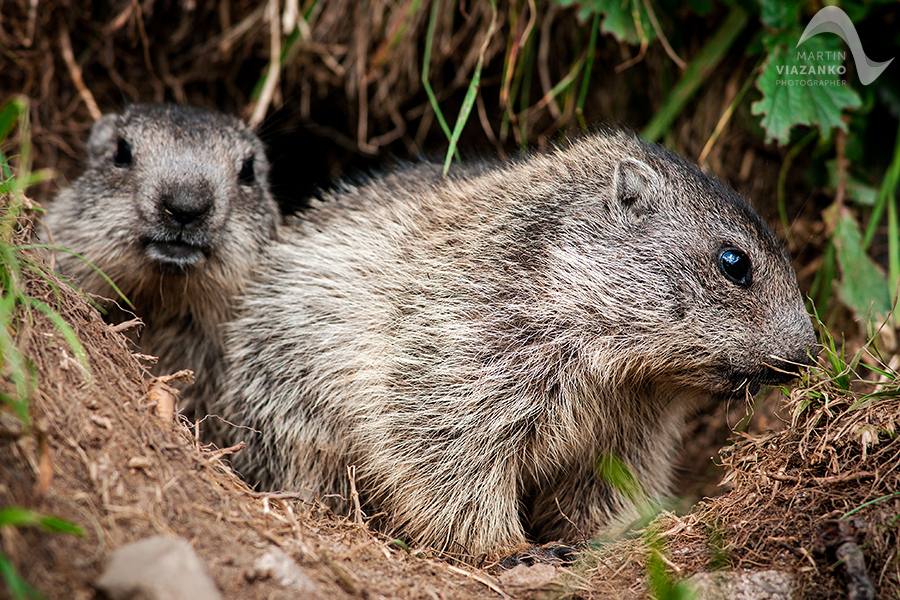 svišť vrchovský tatranský, svišť alpský, Marmota marmota latirostris, vysoké tatry, wildlife, photo, foto, marmot, high tatras, Murmeltiere, alpenmulmentier