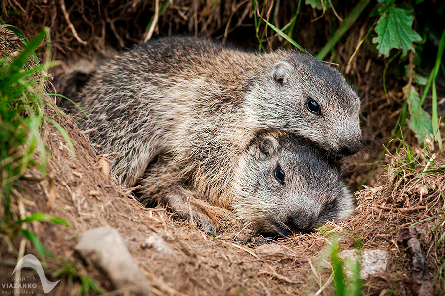 svišť vrchovský tatranský, svišť alpský, Marmota marmota latirostris, vysoké tatry, wildlife, photo, foto, marmot, high tatras, Murmeltiere, alpenmulmentier