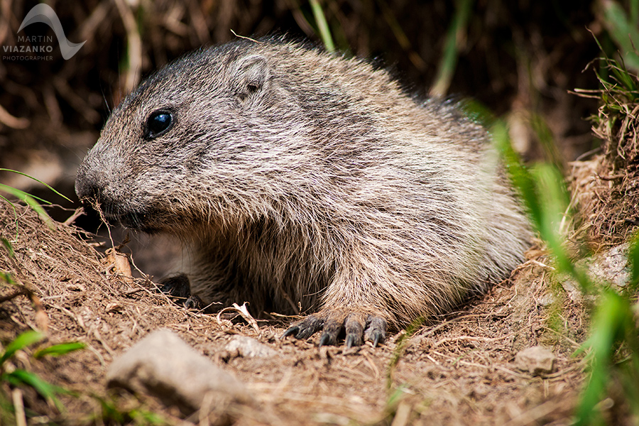 svišť vrchovský tatranský, svišť alpský, Marmota marmota latirostris, vysoké tatry, wildlife, photo, foto, marmot, high tatras, Murmeltiere, alpenmulmentier