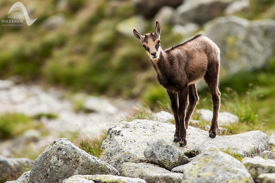 kamzik vrchovský tatranský, rupicapra rupicapra tatrica, chamois, gemse, wildlife, photo, divoká príroda, kamzík alpský, vysoké tatry, foto, high tatras