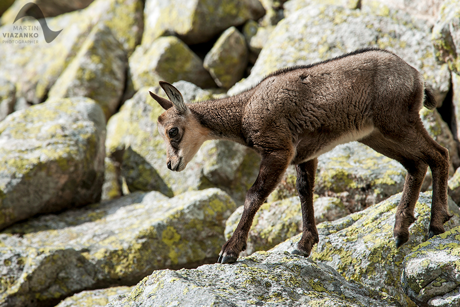 kamzik vrchovský tatranský, rupicapra rupicapra tatrica, chamois, gemse, wildlife, photo, divoká príroda, kamzík alpský, vysoké tatry, foto, high tatras