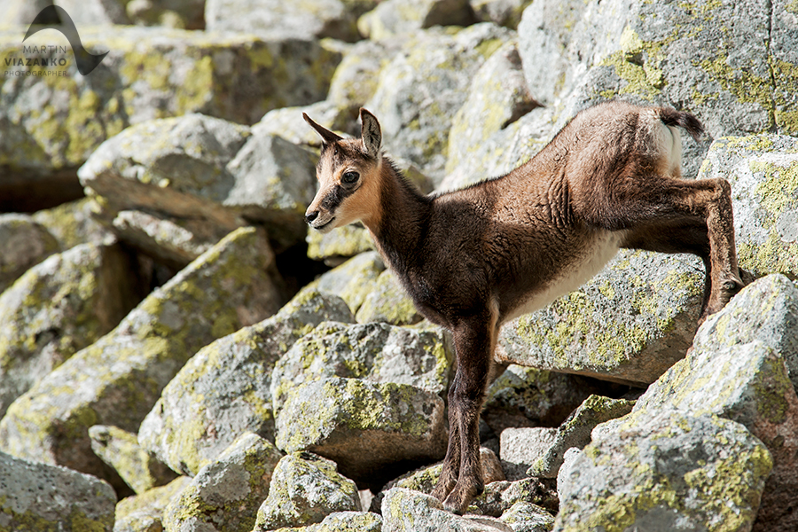 kamzik vrchovský tatranský, rupicapra rupicapra tatrica, chamois, gemse, wildlife, photo, divoká príroda, kamzík alpský, vysoké tatry, foto, high tatras