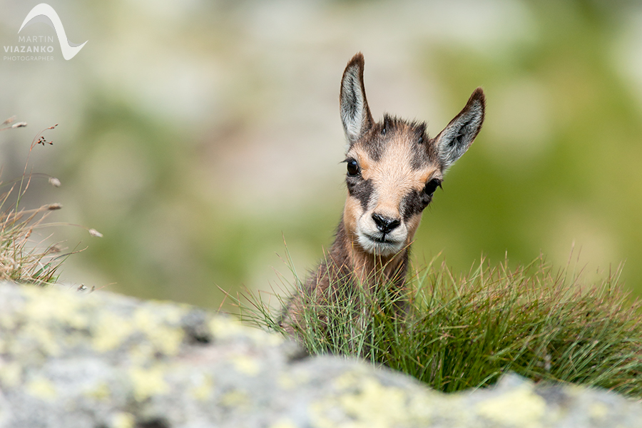 kamzik vrchovský tatranský, rupicapra rupicapra tatrica, chamois, gemse, wildlife, photo, divoká príroda, kamzík alpský, vysoké tatry, foto, high tatras