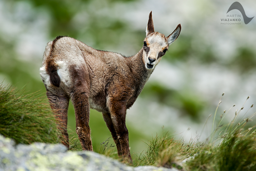 kamzik vrchovský tatranský, rupicapra rupicapra tatrica, chamois, gemse, wildlife, photo, divoká príroda, kamzík alpský, vysoké tatry, foto, high tatras