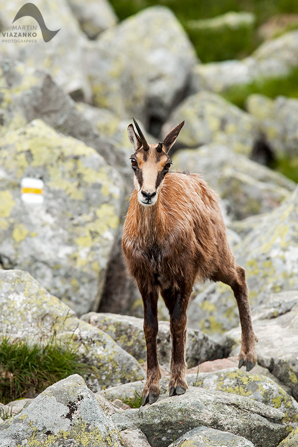 kamzik vrchovský tatranský, rupicapra rupicapra tatrica, chamois, gemse, wildlife, photo, divoká príroda, kamzík alpský, vysoké tatry, foto, high tatras