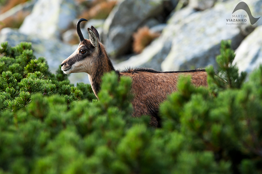 kamzik vrchovský tatranský, rupicapra rupicapra tatrica, chamois, gemse, wildlife, photo, divoká príroda, kamzík alpský, vysoké tatry, foto, high tatras