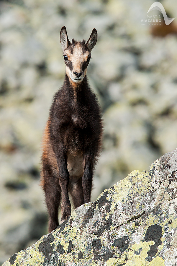 kamzik vrchovský tatranský, rupicapra rupicapra tatrica, chamois, gemse, wildlife, photo, divoká príroda, kamzík alpský, vysoké tatry, foto, high tatras