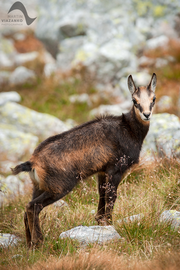 kamzik vrchovský tatranský, rupicapra rupicapra tatrica, chamois, gemse, wildlife, photo, divoká príroda, kamzík alpský, vysoké tatry, foto, high tatras