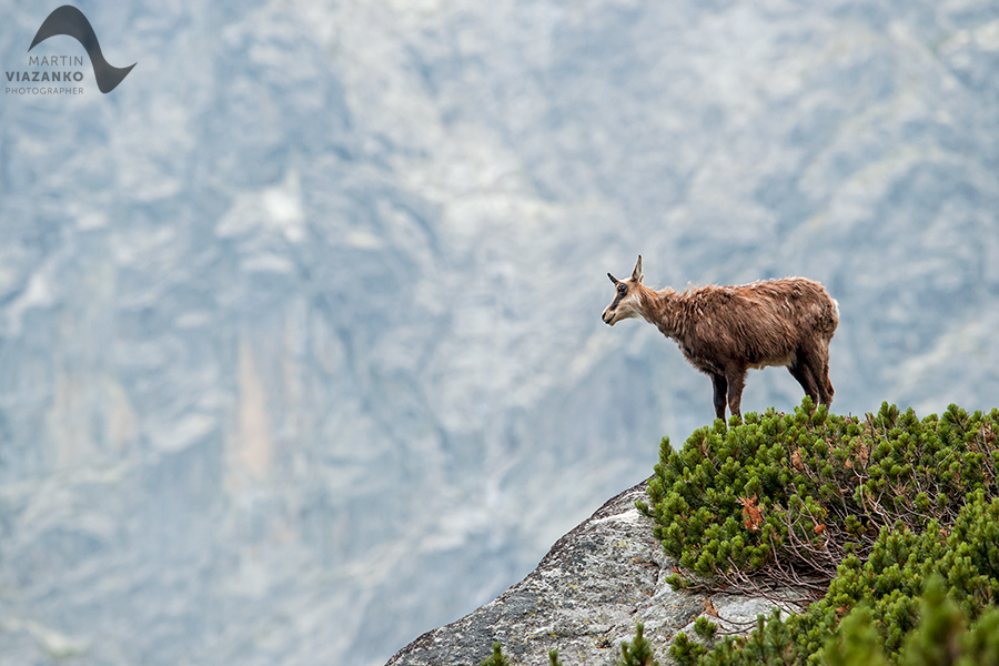kamzik vrchovský tatranský, rupicapra rupicapra tatrica, chamois, gemse, wildlife, photo, divoká príroda, kamzík alpský, vysoké tatry, foto, high tatras