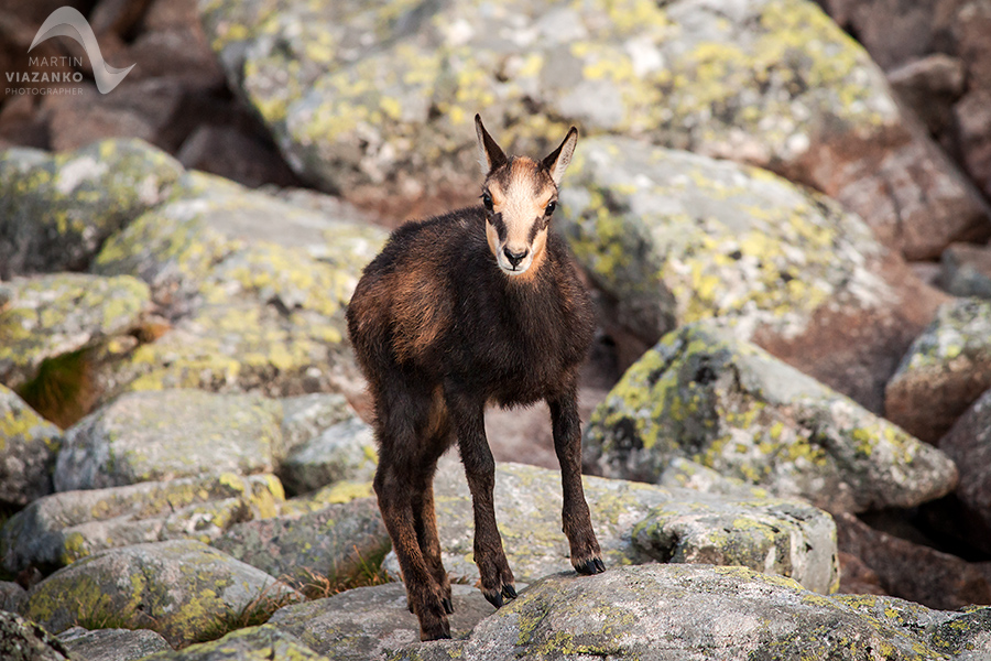 kamzik vrchovský tatranský, rupicapra rupicapra tatrica, chamois, gemse, wildlife, photo, divoká príroda, kamzík alpský, vysoké tatry, foto, high tatras