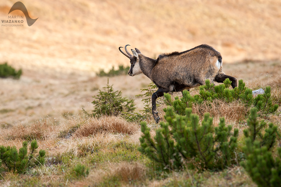 kamzik vrchovský tatranský, rupicapra rupicapra tatrica, chamois, gemse, wildlife, photo, divoká príroda, kamzík alpský, vysoké tatry, foto, high tatras