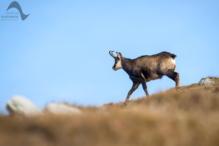 kamzik vrchovský tatranský, rupicapra rupicapra tatrica, chamois, gemse, wildlife, photo, divoká príroda, kamzík alpský, vysoké tatry, foto, high tatras