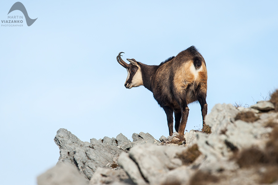 kamzik vrchovský tatranský, rupicapra rupicapra tatrica, chamois, gemse, wildlife, photo, divoká príroda, kamzík alpský, vysoké tatry, foto, high tatras