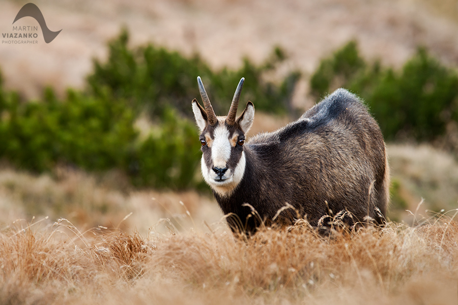 kamzik vrchovský tatranský, rupicapra rupicapra tatrica, chamois, gemse, wildlife, photo, divoká príroda, kamzík alpský, vysoké tatry, foto, high tatras