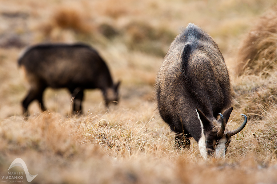 kamzik vrchovský tatranský, rupicapra rupicapra tatrica, chamois, gemse, wildlife, photo, divoká príroda, kamzík alpský, vysoké tatry, foto, high tatras