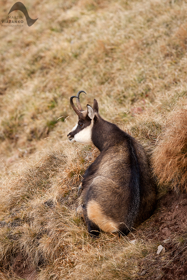 kamzik vrchovský tatranský, rupicapra rupicapra tatrica, chamois, gemse, wildlife, photo, divoká príroda, kamzík alpský, vysoké tatry, foto, high tatras