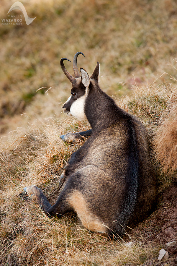kamzik vrchovský tatranský, rupicapra rupicapra tatrica, chamois, gemse, wildlife, photo, divoká príroda, kamzík alpský, vysoké tatry, foto, high tatras