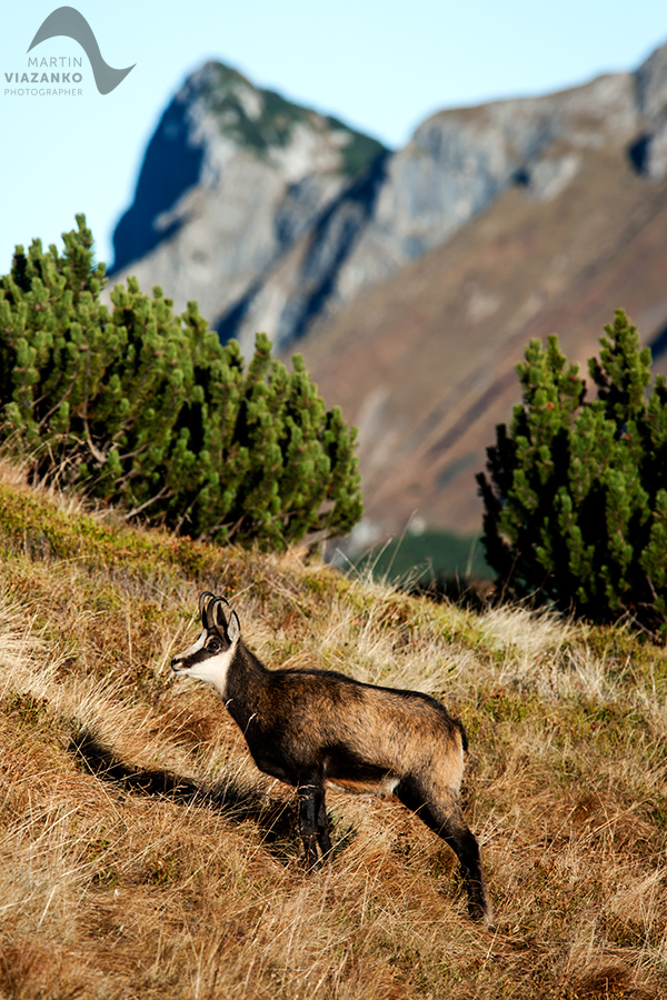 kamzik vrchovský tatranský, rupicapra rupicapra tatrica, chamois, gemse, wildlife, photo, divoká príroda, kamzík alpský, vysoké tatry, foto, high tatras
