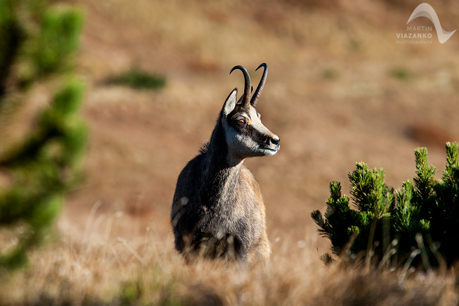 kamzik vrchovský tatranský, rupicapra rupicapra tatrica, chamois, gemse, wildlife, photo, divoká príroda, kamzík alpský, vysoké tatry, foto, high tatras