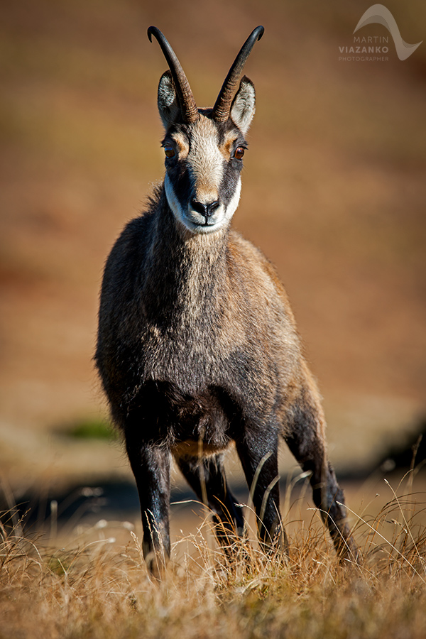 kamzik vrchovský tatranský, rupicapra rupicapra tatrica, chamois, gemse, wildlife, photo, divoká príroda, kamzík alpský, vysoké tatry, foto, high tatras