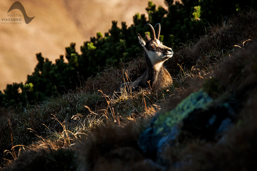 kamzik vrchovský tatranský, rupicapra rupicapra tatrica, chamois, gemse, wildlife, photo, divoká príroda, kamzík alpský, vysoké tatry, foto, high tatras