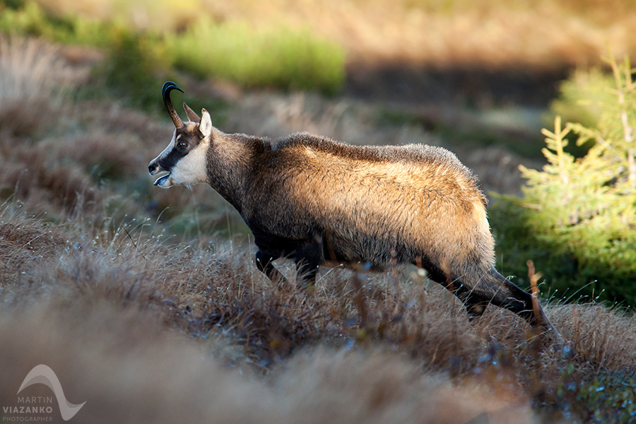 kamzik vrchovský tatranský, rupicapra rupicapra tatrica, chamois, gemse, wildlife, photo, divoká príroda, kamzík alpský, vysoké tatry, foto, high tatras