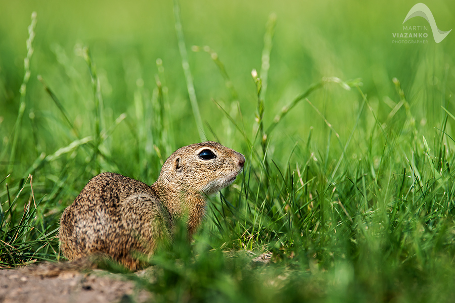 Syseľ pasienkový, syseľ obyčajný, Spermophilus citellus, Citellus citellus, hlodavec, wildlife, photo, foto, divoká príroda