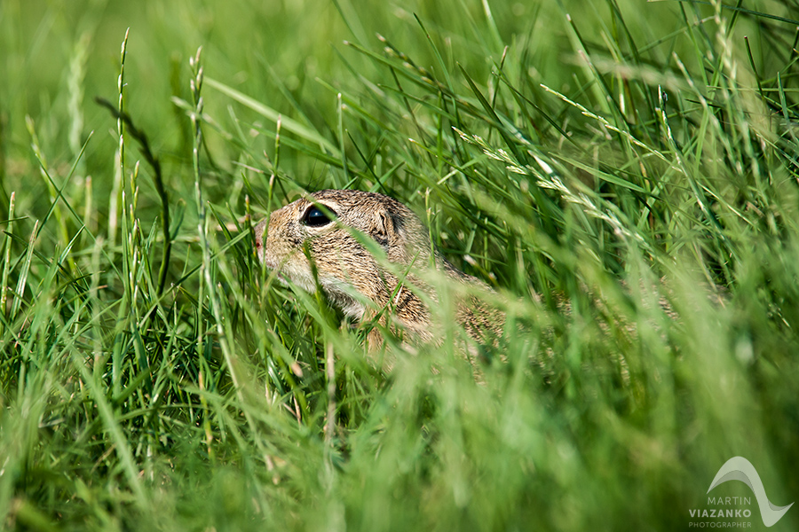 Syseľ pasienkový, syseľ obyčajný, Spermophilus citellus, Citellus citellus, hlodavec, wildlife, photo, foto, divoká príroda