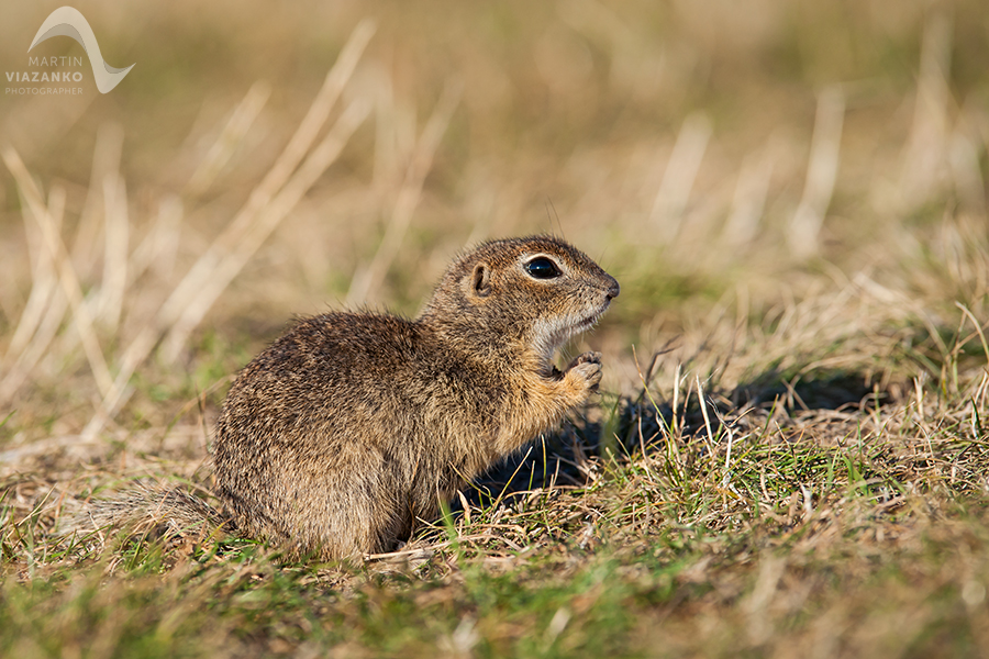 Syseľ pasienkový, syseľ obyčajný, Spermophilus citellus, Citellus citellus, hlodavec, wildlife, photo, foto, divoká príroda