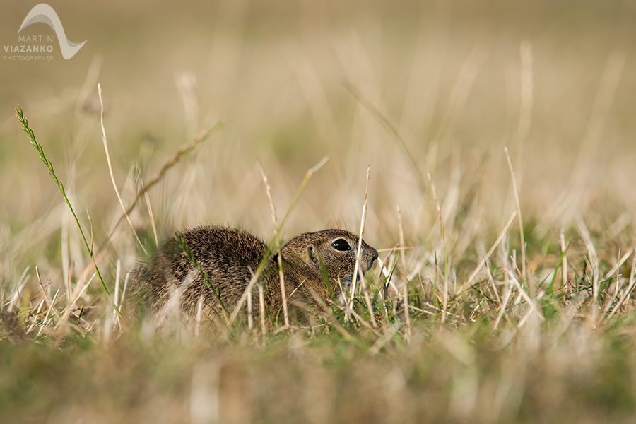 Syseľ pasienkový, syseľ obyčajný, Spermophilus citellus, Citellus citellus, hlodavec, wildlife, photo, foto, divoká príroda