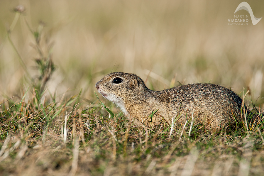Syseľ pasienkový, syseľ obyčajný, Spermophilus citellus, Citellus citellus, hlodavec, wildlife, photo, foto, divoká príroda