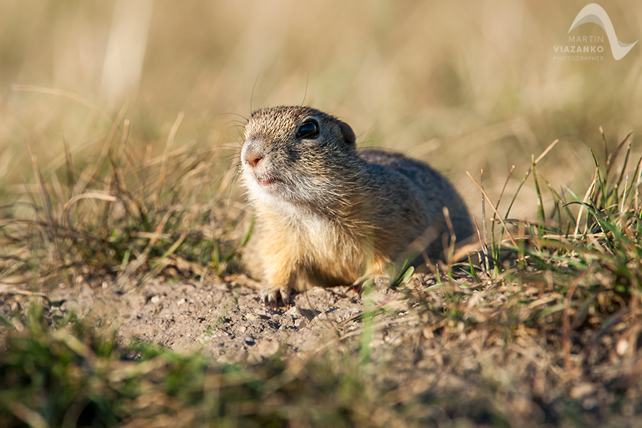 Syseľ pasienkový, syseľ obyčajný, Spermophilus citellus, Citellus citellus, hlodavec, wildlife, photo, foto, divoká príroda