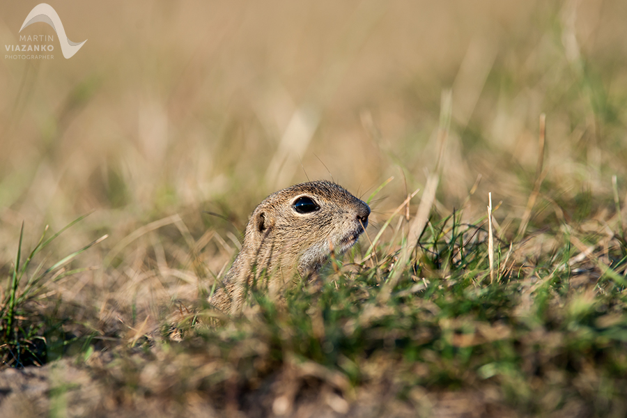 Syseľ pasienkový, syseľ obyčajný, Spermophilus citellus, Citellus citellus, hlodavec, wildlife, photo, foto, divoká príroda