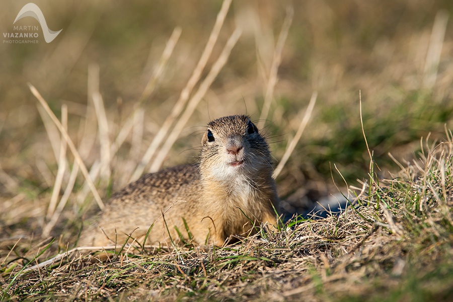 Syseľ pasienkový, syseľ obyčajný, Spermophilus citellus, Citellus citellus, hlodavec, wildlife, photo, foto, divoká príroda