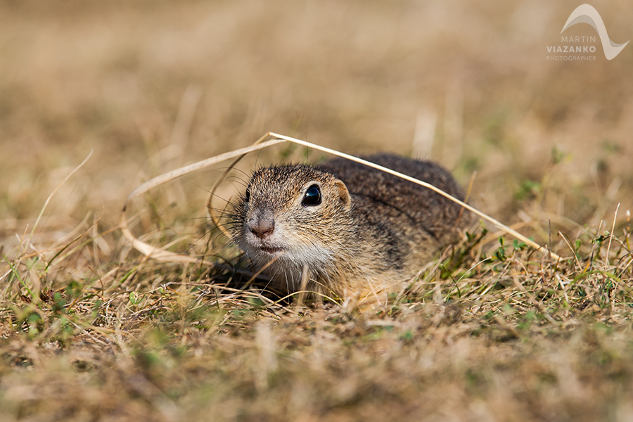 Syseľ pasienkový, syseľ obyčajný, Spermophilus citellus, Citellus citellus, hlodavec, wildlife, photo, foto, divoká príroda