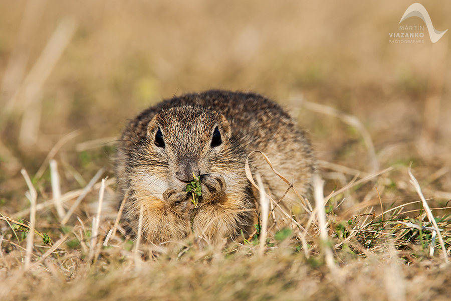 Syseľ pasienkový, syseľ obyčajný, Spermophilus citellus, Citellus citellus, hlodavec, wildlife, photo, foto, divoká príroda