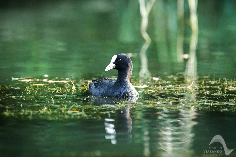 Lyska čierna, Fulica atra