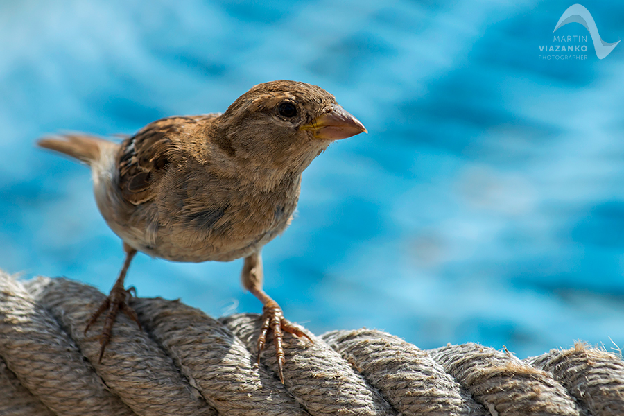 Vrabec, poľný, domový, polny, domovy, Passer montanus, vtak, passer domesticus